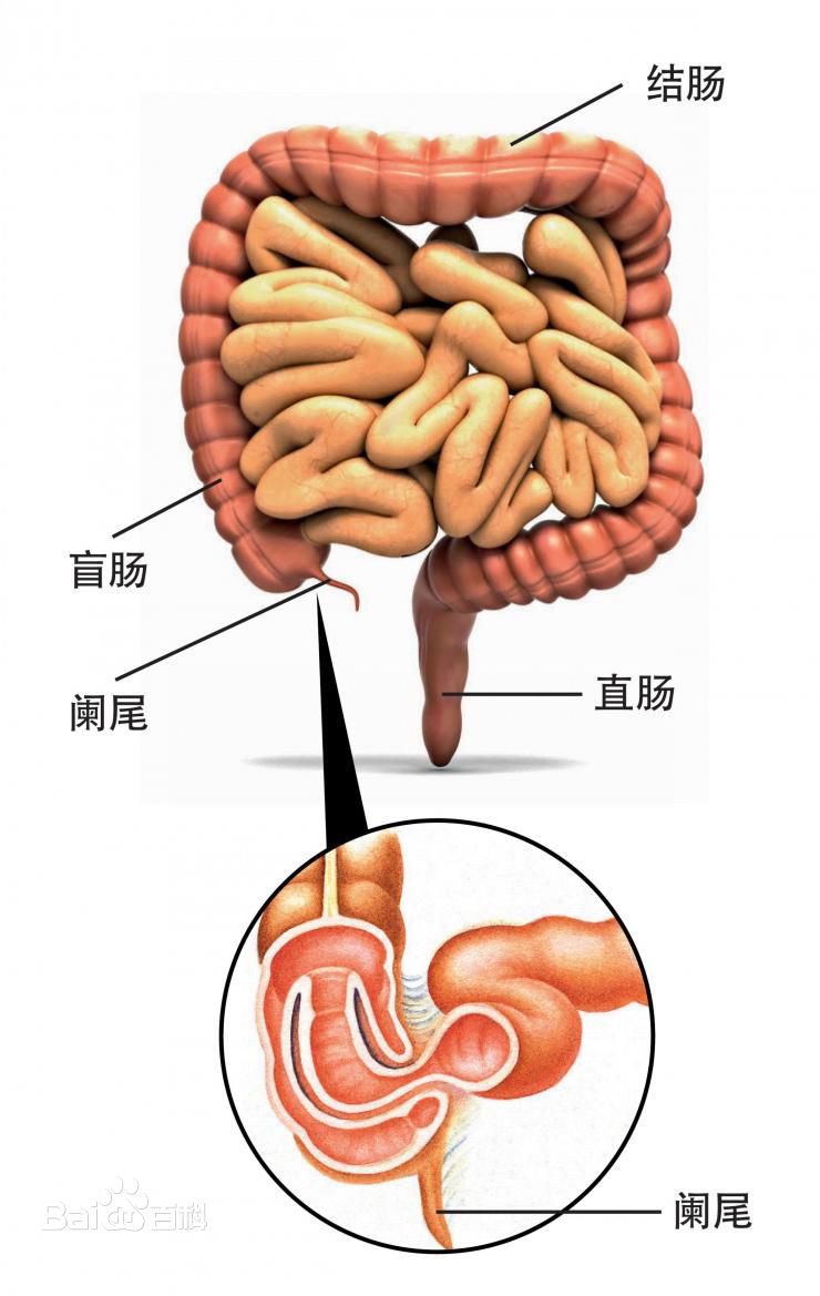 阑尾是无用的器官?